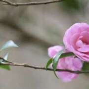 ヒメ日記 2025/11/22 09:59 投稿 かほ 熟女総本店 堺東店