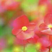 ヒメ日記 2025/11/23 08:19 投稿 かほ 熟女総本店 堺東店