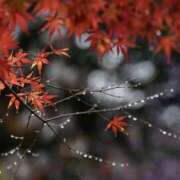 ヒメ日記 2025/11/25 13:19 投稿 かほ 熟女総本店 堺東店