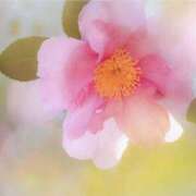 ヒメ日記 2025/11/30 09:09 投稿 かほ 熟女総本店 堺東店