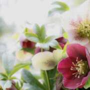 ヒメ日記 2025/12/01 22:59 投稿 かほ 熟女総本店 堺東店