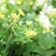 ヒメ日記 2025/12/04 15:59 投稿 かほ 熟女総本店 堺東店