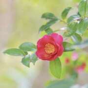 かほ こんにちは 熟女総本店 堺東店