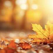 かほ おはようございます 熟女総本店 堺東店