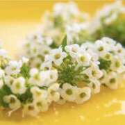 かほ こんにちは 熟女総本店 堺東店