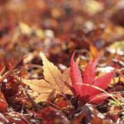 かほ こんにちは 熟女総本店 堺東店