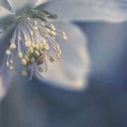 かほ おはようございます 熟女総本店 堺東店