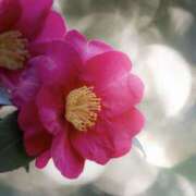 ヒメ日記 2025/12/16 15:19 投稿 かほ 熟女総本店 堺東店