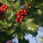 ヒメ日記 2025/12/18 13:19 投稿 かほ 熟女総本店 堺東店