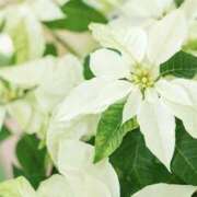 ヒメ日記 2025/12/23 16:09 投稿 かほ 熟女総本店 堺東店