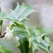 ヒメ日記 2025/12/27 13:59 投稿 かほ 熟女総本店 堺東店
