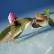 かほ おはようございます 熟女総本店 堺東店