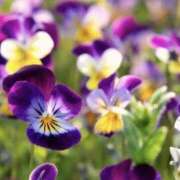 ヒメ日記 2025/12/30 14:19 投稿 かほ 熟女総本店 堺東店