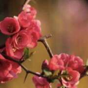 ヒメ日記 2025/12/31 20:29 投稿 かほ 熟女総本店 堺東店