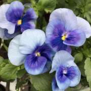 ヒメ日記 2026/01/04 07:39 投稿 かほ 熟女総本店 堺東店