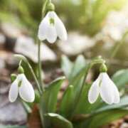 かほ こんにちは 熟女総本店 堺東店