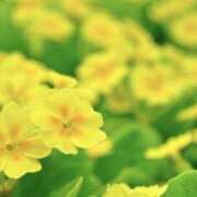 ヒメ日記 2026/01/11 08:49 投稿 かほ 熟女総本店 堺東店