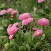 ヒメ日記 2026/01/13 13:39 投稿 かほ 熟女総本店 堺東店