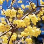 ヒメ日記 2026/01/15 15:09 投稿 かほ 熟女総本店 堺東店