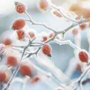 ヒメ日記 2026/01/24 14:49 投稿 かほ 熟女総本店 堺東店