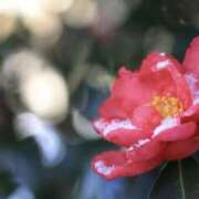 ヒメ日記 2026/01/25 10:39 投稿 かほ 熟女総本店 堺東店