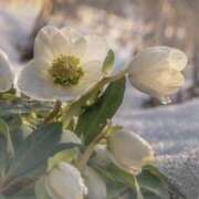 ヒメ日記 2026/01/29 14:29 投稿 かほ 熟女総本店 堺東店