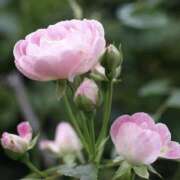 ヒメ日記 2026/02/03 15:39 投稿 かほ 熟女総本店 堺東店