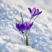 ヒメ日記 2026/02/08 08:39 投稿 かほ 熟女総本店 堺東店