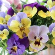 ヒメ日記 2026/02/12 13:29 投稿 かほ 熟女総本店 堺東店