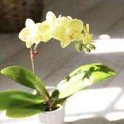 ヒメ日記 2026/02/14 12:59 投稿 かほ 熟女総本店 堺東店