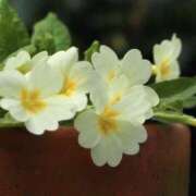 ヒメ日記 2026/02/19 13:39 投稿 かほ 熟女総本店 堺東店