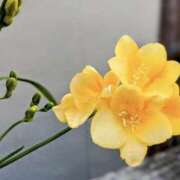 ヒメ日記 2026/02/26 17:09 投稿 かほ 熟女総本店 堺東店