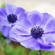 ヒメ日記 2026/02/28 13:49 投稿 かほ 熟女総本店 堺東店