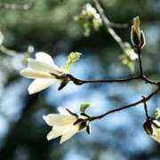 かほ 2月のお礼 熟女総本店 堺東店