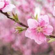 ヒメ日記 2026/03/08 08:21 投稿 かほ 熟女総本店 堺東店