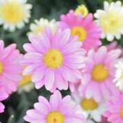 ヒメ日記 2026/03/10 14:39 投稿 かほ 熟女総本店 堺東店