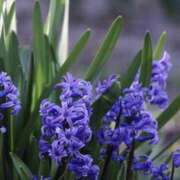 ヒメ日記 2026/03/15 10:49 投稿 かほ 熟女総本店 堺東店