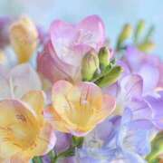 ヒメ日記 2026/03/19 17:39 投稿 かほ 熟女総本店 堺東店