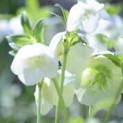 ヒメ日記 2026/03/28 15:49 投稿 かほ 熟女総本店 堺東店