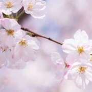 ヒメ日記 2026/04/02 13:19 投稿 かほ 熟女総本店 堺東店