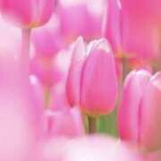 ヒメ日記 2026/04/05 08:19 投稿 かほ 熟女総本店 堺東店