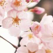 ヒメ日記 2026/04/07 15:19 投稿 かほ 熟女総本店 堺東店