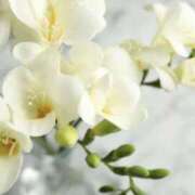 ヒメ日記 2026/04/09 15:09 投稿 かほ 熟女総本店 堺東店