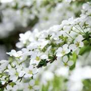 ヒメ日記 2026/04/12 08:39 投稿 かほ 熟女総本店 堺東店