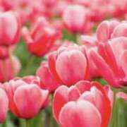 かほ こんにちは 熟女総本店 堺東店