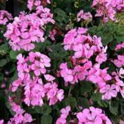 ヒメ日記 2025/05/26 19:25 投稿 さきこ 熟女総本店