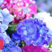 ヒメ日記 2025/06/11 06:35 投稿 さきこ 熟女総本店