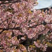 ヒメ日記 2026/03/16 21:52 投稿 さきこ 熟女総本店