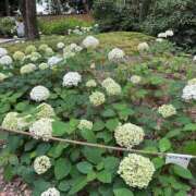 ヒメ日記 2026/06/21 17:17 投稿 みさと 待ちナビ