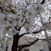 ヒメ日記 2026/04/05 07:54 投稿 戸田　ひまり AZITO V.I.P